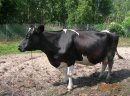 Krowa cielna - zdjęcie 1