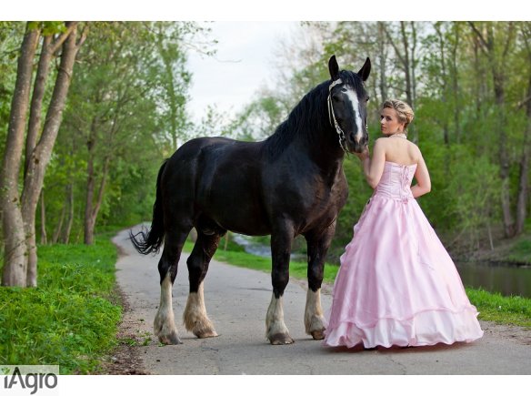  Ukraina.Stajnia koni,koszary,stragi,gospodarstwo rolne,laki,pastwiska,stawy rybne oddamy w rece inwestorskie prywatnego biznesu.Kompleks produkcyjny na bazie bylego kolchozu Pushkari,PGR.Sprzedaz,wynajem. Tanio.Jesli szukacie miejsca z dala od zgielku cy