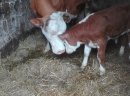 Krowa mleczka czerwono-biala - zdjęcie 1