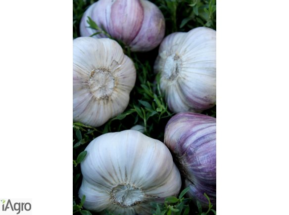 Polski Czosnek Harnaś