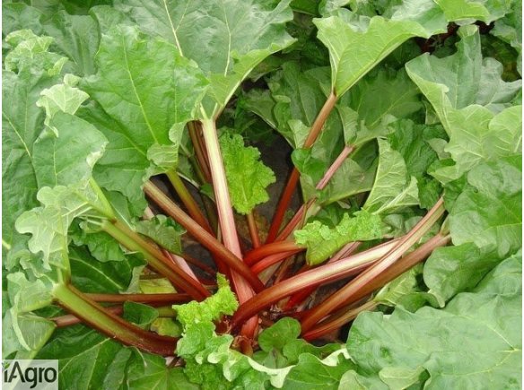 Sprzedam karpy rabarbaru