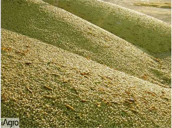  Ukraina.Soja warzywna,nasiona suche 1,4 zl/kg,olej,makuch,maczka.Znakomity zebrane ziarna w postaci sruty,kielkow do paszy.Wysoka zawartosc bialka ok.35%,wilgotnosc do 12%,tluszcz 20~22%.Opakowanie BigBag.Posiadamy mozliwosc przerobu soi,rzepaku,lnu,kuku