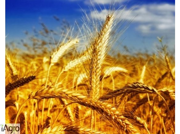 Kupię pszenicę 