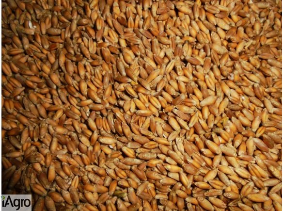 Sprzedam pszenżyto ozime Palermo - Nowość ! rok po centrali. Zbiór 2016. Ziarno jest grube, o wysokiej gęstości i zawartości białka, dobrze plonuje na słabych i kwaśnych glebach. Wykazuje nadzwyczajną zdrowotność, szczególnie odporna jest na rdzę brunatną