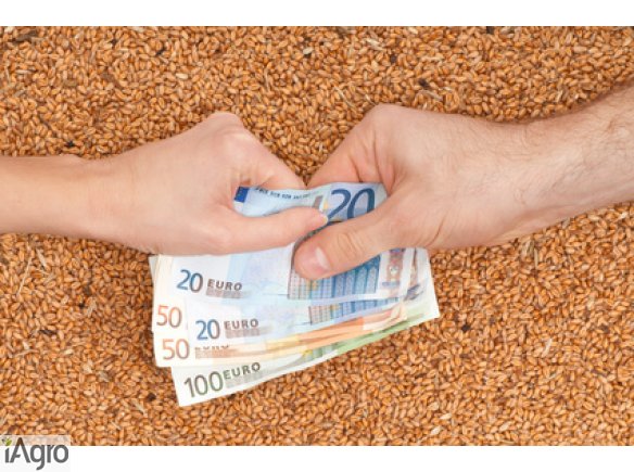 Kupie zyto i pszenice