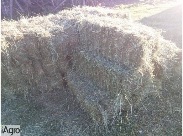 Siano z drugiego pokosu potraw