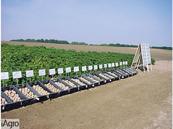 Zamienie duze ilosci ziemniakow na maszyny,plugi,agregaty,sprzet.Zolte i czerwone jadalne pakowane w siatki,opasowe powyzej 14% skrobi luzem.Ilosci tirowe,duzy plon ziemniakow oraz buraki pastewne,cukrowe,siano kiszonki,pasze itp.Sprzedamy nadwyzke sadzen