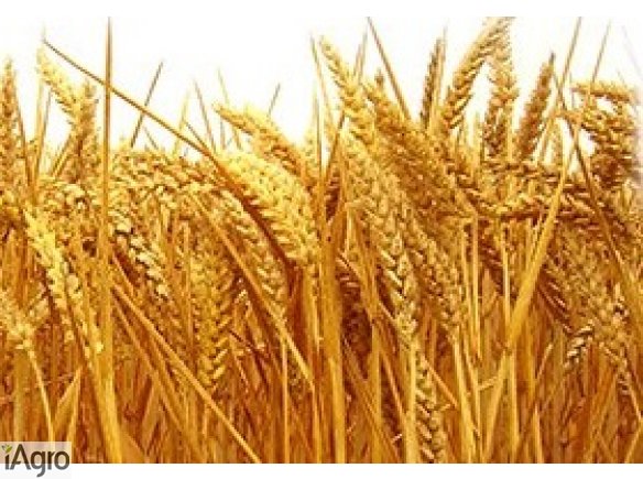 Kupię pszenicę