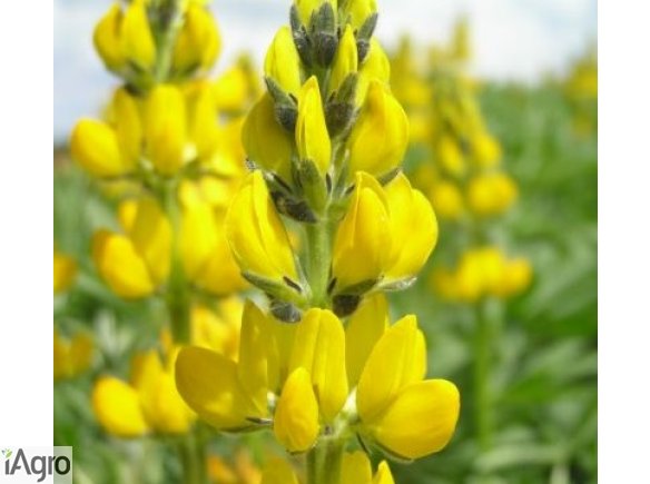 Kupię łubin   łubin ekologiczny