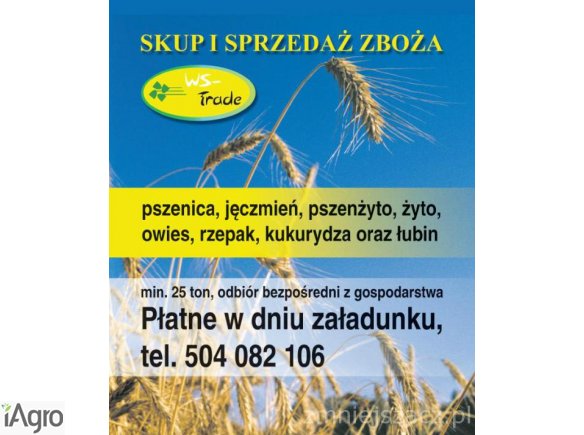 Skup pszenicy- kupię pszenicę