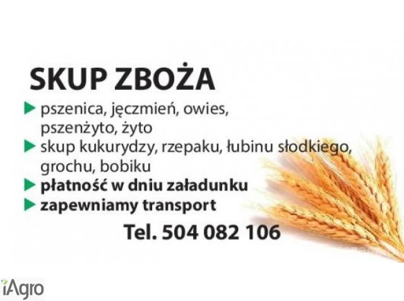 Skup zboża pszenica pszenżyto owies jeczmień żyto groch bobik tel.504082106