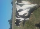 Krowy mleczne jałówki 