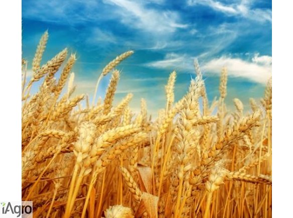 Kupię zboża ekologiczne i konwencjonalne