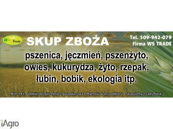 Kupię łubin, groch, bobiki, min 20t, płacę w dniu odbioru