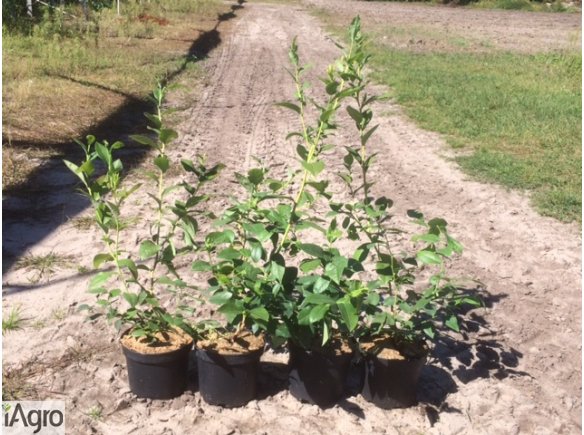 Sadzonki krzewy borówki wysokiej amerykańskiej