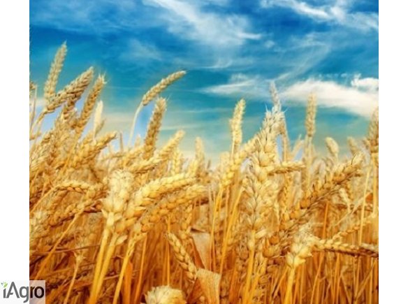 ******* KUPIĘ ZBOŻA EKOLOGICZNE **********