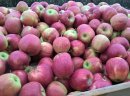 Sprzedam jabłka idared Jonagored Supra Golden  - zdjęcie 1
