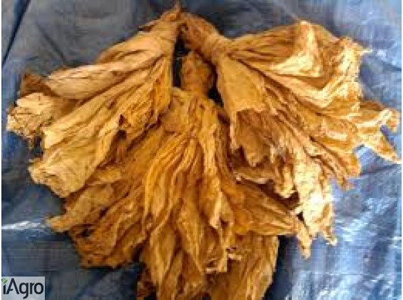 Liście tyoniu Virginia oraz Burlay 