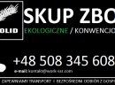 SKUP ZBOŻA EKOLOGICZNEGO