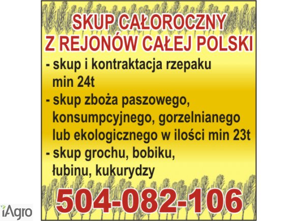 Kupię łubin- skup łubinu