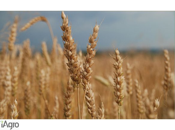 Kupię wszystkie zboża