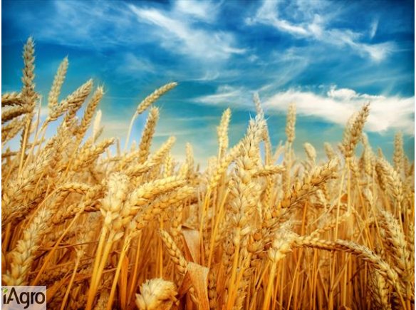 Kupię pszenicę