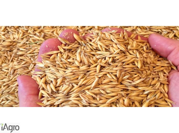 Sprzedam Owies - ilość 35 ton - wilgotność 11%