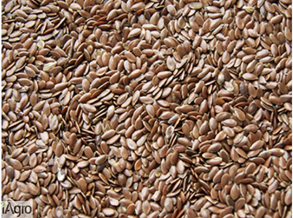 Sprzedam len brązowy i złoty