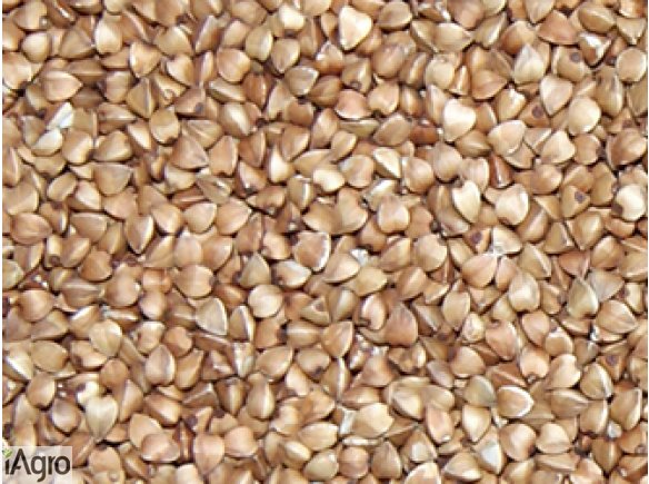 Kasza gryczana biała i palona