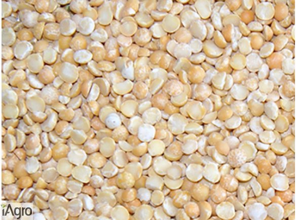 Sprzedam groch obłuszczony