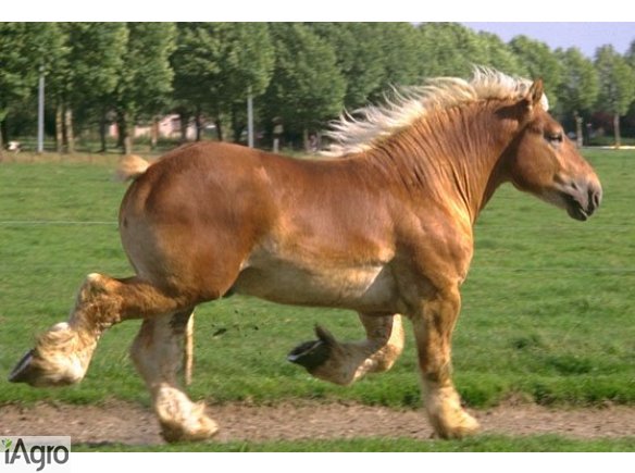  Ukraina.Stajnia koni,koszary,stragi,gospodarstwo rolne,laki,pastwiska,stawy rybne oddamy w rece inwestorskie prywatnego biznesu.Kompleks produkcyjny na bazie bylego kolchozu Pushkari,PGR.Sprzedaz,wynajem. Tanio.Jesli szukacie miejsca z dala od zgielku cy