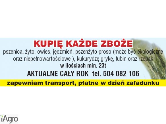 Kupię pszenżyto- skup pszenżyta