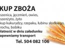 Kupię bobik- skup bobiku
