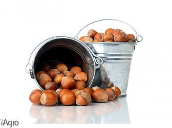  Ukraina.Siano lakowe,orzechy wloskie luskane,pestki dyni w dobrej cenie przeznaczone na export.Sprzedam, wynajmie sad jablkowy,orzechowy.Stabilny poziom produkcji,srednioroczne zbiory 240 ton orzechow wloskich. Grunty rolne od 150 zl/hektar laki,pastwisk