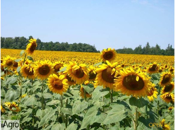  Ukraina.Slonecznik konfekcyjny od producenta rozm.36~1,7 zl/kg,38~2 zl/kg.Oferujemy luskane,splaszczone nasiona slonecznika spozywczego,cukierniczego.Slonecznik caly,czarny kalibrowany,obluszczony.Smak swiezy,czystosc 99%, bogaty sklad,wyselekcjonowane z
