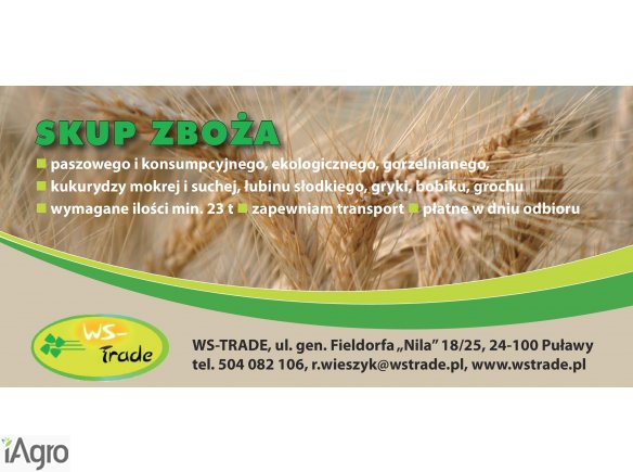 Kupię żyto- skup żyta