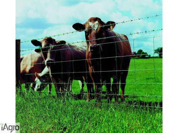  Ukraina.Wolowina,zywiec.Byki miesne 4 zl/kg,cieleta mleczne 5 zl/kg.Czernihowski obw.Wolowina wysokiej jakosci.Krowy rasy golsztynska,lebedinska,czarnoriaba dojone do 20lat sa dlugowieczne,twarde,odporne na choroby.Siano,sloma, zboze,kiszonki,zielonka pa