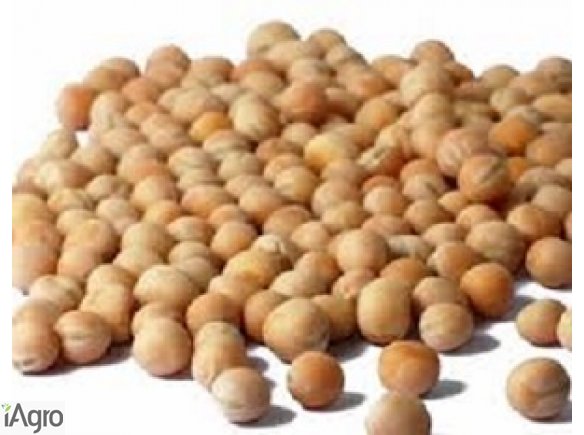 Kupię bobik, groch, peluszkę