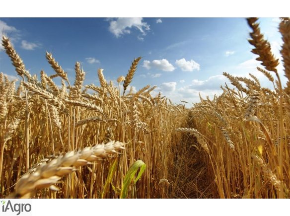 **** KUPIĘ ZBOŻA EKOLOGICZNE ******