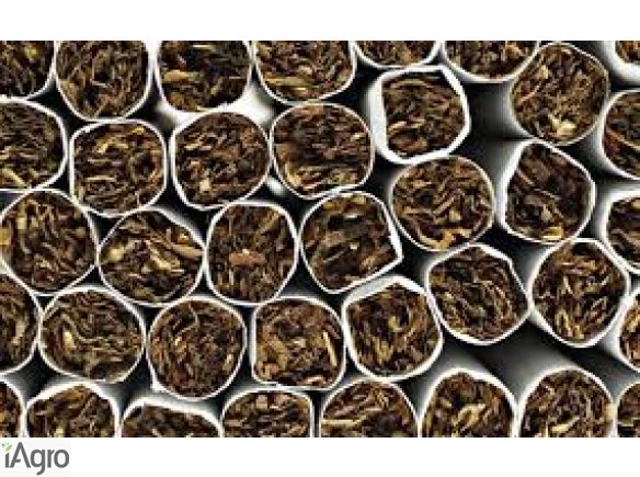 Tytoń Dostawa Gratis !