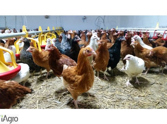 Kurki, kokoszki, nioski, ODCHOWANE