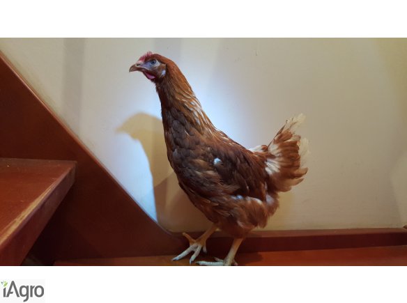 Kurki, kokoszki, nioski, ODCHOWANE