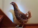 Kurki, kokoszki, nioski, ODCHOWANE