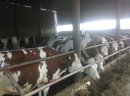 Jałówki, krowy HF , Mombeliarde, Simental IMPORT - zdjęcie 4