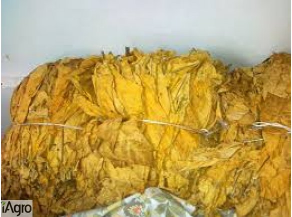 Liście tytoniu. tytoń 2017 ! liść tytoniu.