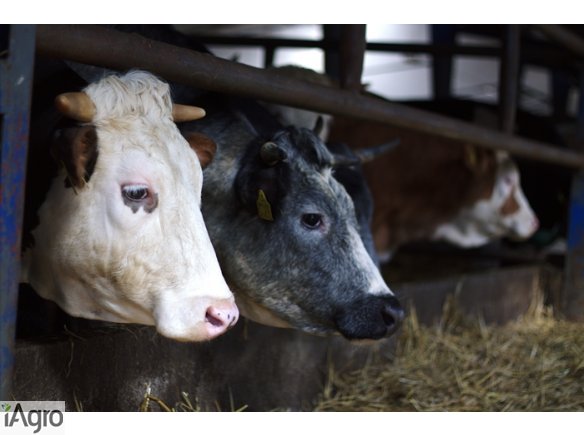 Skup jałówek mięsnych - ZMBM