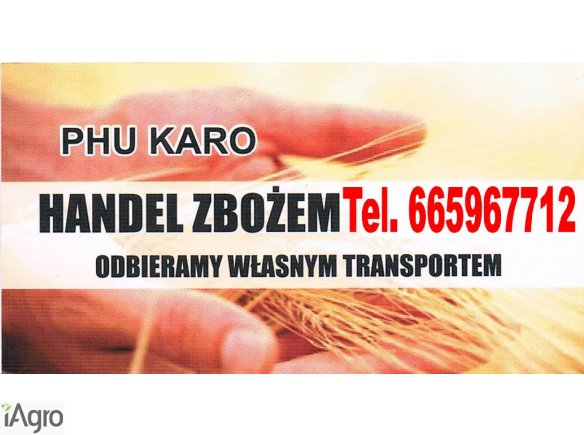 Kupie zyto  pszenice i inne zboza