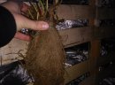 Sadzonki truskawek frigo - wczesne i późne odmiany - Vibrant, Clery, Florence,  - zdjęcie 2