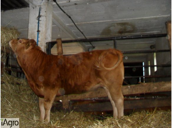 SPRZEDAM jałówki odsadki rasy Limousin czysto rasowe. W bardzo dobrej kondycji po ojcu irlandzkim Broklands (po inseminacji).Ładnej budowy. Stado pod oceną PZHIPBM. Wiek 8-9 miesięcy. Stado wolne od chorób. Okolice Radzynia Podlaskiego. Cena podana dotycz