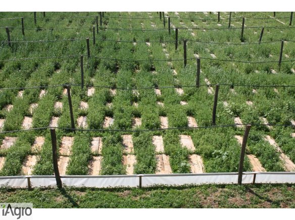  Ukraina. Inwestycje w zabudowania gospodarcze, dochodowej produkcji slimakow ladowych. Towarowa hodowla przerob slimakow afrykanskich i srodziemnomorskich zywych, mrozonych, wedzonych. Dysponujemy duza iloscia nieruchomosci rolnych po PGRowskich, hale, p